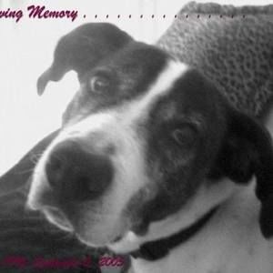 Meet your Posher, Limor